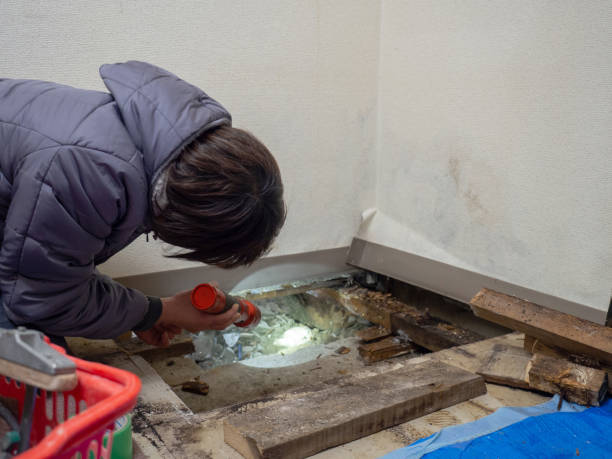 Best Black Mold Removal  in Shoshone, ID